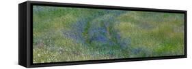 USA, Washington State, Benge. Purple vetch in field-Sylvia Gulin-Framed Stretched Canvas