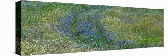 USA, Washington State, Benge. Purple vetch in field-Sylvia Gulin-Stretched Canvas