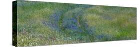 USA, Washington State, Benge. Purple vetch in field-Sylvia Gulin-Stretched Canvas