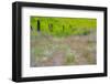 USA, Washington State, Benge. Wooden post fence and grasses on rolling hills-Sylvia Gulin-Framed Photographic Print