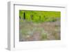 USA, Washington State, Benge. Wooden post fence and grasses on rolling hills-Sylvia Gulin-Framed Photographic Print