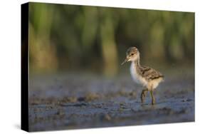 USA. Washington State. Black-necked Stilt chick forages along a lakeshore-Gary Luhm-Stretched Canvas