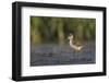 USA. Washington State. Black-necked Stilt chick forages along a lakeshore-Gary Luhm-Framed Photographic Print
