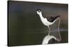 USA, Washington State. Black-necked Stilt forages along a lakeshore-Gary Luhm-Stretched Canvas