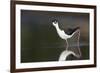 USA, Washington State. Black-necked Stilt forages along a lakeshore-Gary Luhm-Framed Premium Photographic Print