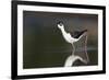 USA, Washington State. Black-necked Stilt forages along a lakeshore-Gary Luhm-Framed Premium Photographic Print