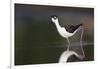 USA, Washington State. Black-necked Stilt forages along a lakeshore-Gary Luhm-Framed Photographic Print