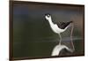 USA, Washington State. Black-necked Stilt forages along a lakeshore-Gary Luhm-Framed Photographic Print