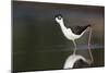 USA, Washington State. Black-necked Stilt forages along a lakeshore-Gary Luhm-Mounted Photographic Print