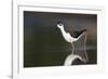 USA, Washington State. Black-necked Stilt forages along a lakeshore-Gary Luhm-Framed Photographic Print