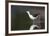 USA, Washington State. Black-necked Stilt forages along a lakeshore-Gary Luhm-Framed Photographic Print