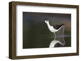 USA, Washington State. Black-necked Stilt forages along a lakeshore-Gary Luhm-Framed Photographic Print