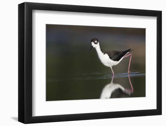 USA, Washington State. Black-necked Stilt forages along a lakeshore-Gary Luhm-Framed Photographic Print