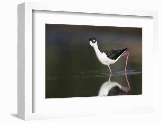 USA, Washington State. Black-necked Stilt forages along a lakeshore-Gary Luhm-Framed Photographic Print