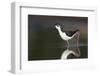 USA, Washington State. Black-necked Stilt forages along a lakeshore-Gary Luhm-Framed Photographic Print