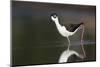 USA, Washington State. Black-necked Stilt forages along a lakeshore-Gary Luhm-Mounted Photographic Print