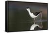 USA, Washington State. Black-necked Stilt forages along a lakeshore-Gary Luhm-Framed Stretched Canvas