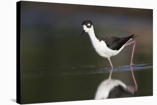 USA, Washington State. Black-necked Stilt forages along a lakeshore-Gary Luhm-Stretched Canvas