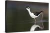 USA, Washington State. Black-necked Stilt forages along a lakeshore-Gary Luhm-Stretched Canvas