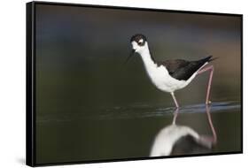 USA, Washington State. Black-necked Stilt forages along a lakeshore-Gary Luhm-Framed Stretched Canvas