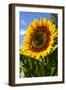 USA, Washington State, Bremerton. Bee on a large sunflower.-Jolly Sienda-Framed Photographic Print