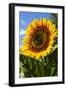 USA, Washington State, Bremerton. Bee on a large sunflower.-Jolly Sienda-Framed Photographic Print