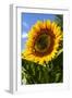 USA, Washington State, Bremerton. Bee on a large sunflower.-Jolly Sienda-Framed Photographic Print