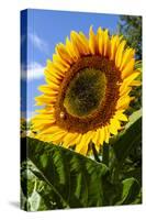 USA, Washington State, Bremerton. Bee on a large sunflower.-Jolly Sienda-Stretched Canvas