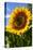 USA, Washington State, Bremerton. Bee on a large sunflower.-Jolly Sienda-Stretched Canvas