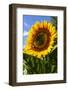 USA, Washington State, Bremerton. Bee on a large sunflower.-Jolly Sienda-Framed Photographic Print