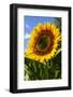 USA, Washington State, Bremerton. Bee on a large sunflower.-Jolly Sienda-Framed Photographic Print