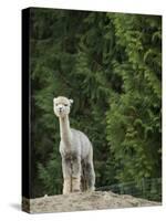 Usa, Washington State, Carnation. Alpaca.-Merrill Images-Stretched Canvas