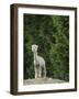 Usa, Washington State, Carnation. Alpaca.-Merrill Images-Framed Photographic Print