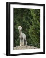 Usa, Washington State, Carnation. Alpaca.-Merrill Images-Framed Photographic Print