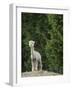 Usa, Washington State, Carnation. Alpaca.-Merrill Images-Framed Photographic Print