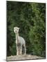 Usa, Washington State, Carnation. Alpaca.-Merrill Images-Mounted Photographic Print