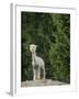 Usa, Washington State, Carnation. Alpaca.-Merrill Images-Framed Photographic Print