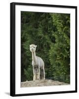 Usa, Washington State, Carnation. Alpaca.-Merrill Images-Framed Photographic Print