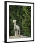 Usa, Washington State, Carnation. Alpaca.-Merrill Images-Framed Photographic Print