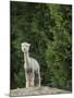 Usa, Washington State, Carnation. Alpaca.-Merrill Images-Mounted Photographic Print