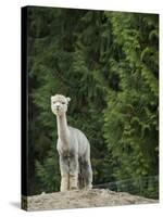 Usa, Washington State, Carnation. Alpaca.-Merrill Images-Stretched Canvas