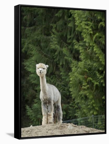 Usa, Washington State, Carnation. Alpaca.-Merrill Images-Framed Stretched Canvas