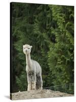 Usa, Washington State, Carnation. Alpaca.-Merrill Images-Stretched Canvas