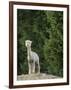 Usa, Washington State, Carnation. Alpaca.-Merrill Images-Framed Photographic Print