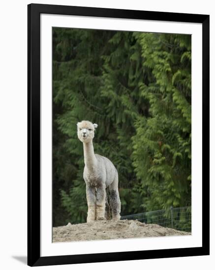 Usa, Washington State, Carnation. Alpaca.-Merrill Images-Framed Photographic Print