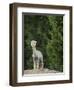 Usa, Washington State, Carnation. Alpaca.-Merrill Images-Framed Photographic Print