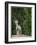 Usa, Washington State, Carnation. Alpaca.-Merrill Images-Framed Photographic Print