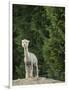 Usa, Washington State, Carnation. Alpaca.-Merrill Images-Framed Photographic Print