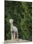 Usa, Washington State, Carnation. Alpaca.-Merrill Images-Mounted Photographic Print