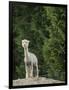 Usa, Washington State, Carnation. Alpaca.-Merrill Images-Framed Photographic Print